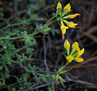 Lotus hillebrandii